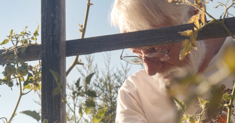 Read more about the article on picking tomatoes